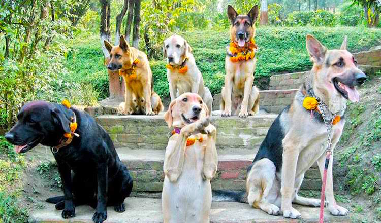 dogs in Nepal 5